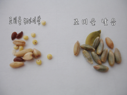 씨가닉 이미지