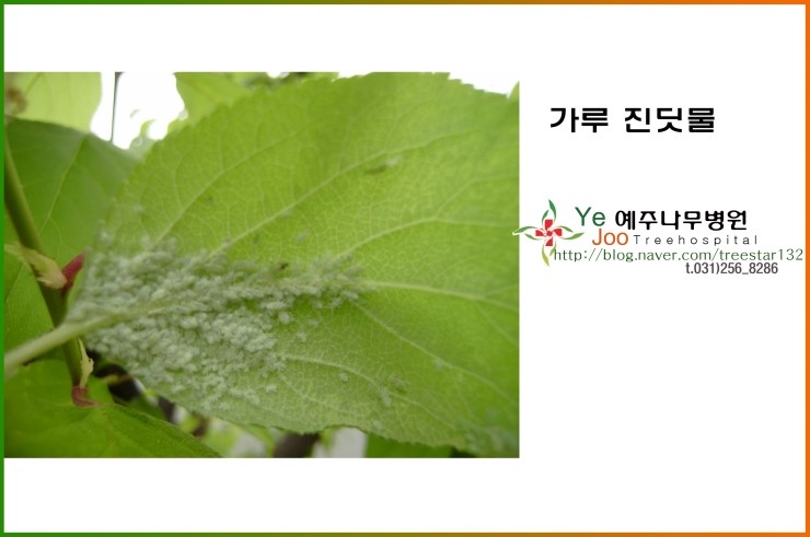진딧물의 다양한 종류에 방제방법 : 네이버 블로그