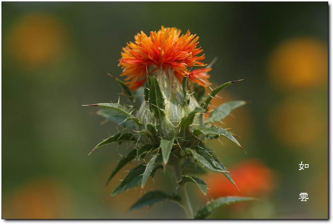 잇꽃, 홍화(紅花), 홍람화(紅藍花) : 네이버 블로그