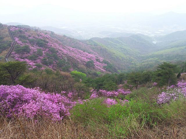 진달래펜션 이미지