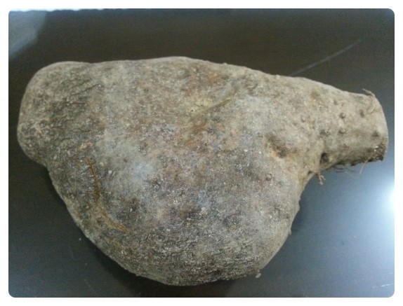 마의종류와 마효능 제대로 알고 먹자 : 네이버 블로그