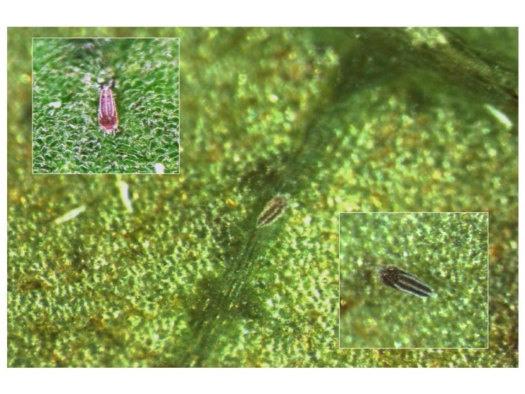 블루베리잎 둥근 무늬 바이러스(Necrotic ring Blotch) 병 Vs Red ring spot virus : 네이버 블로그