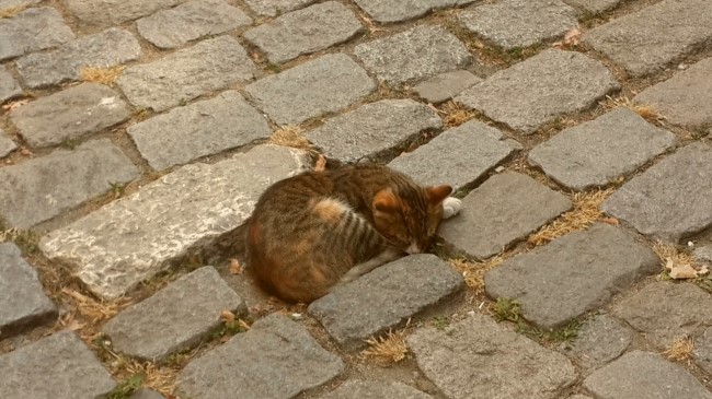 술탄(SULTAN) 이미지