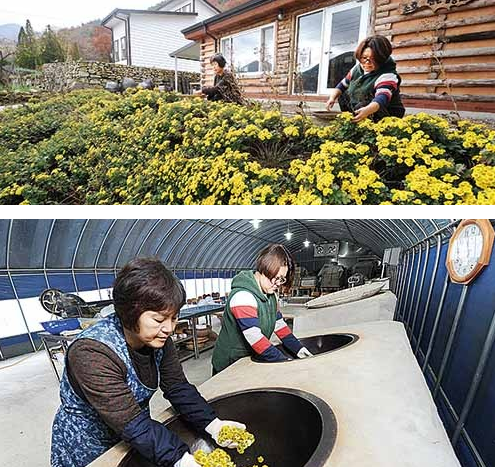 소호야생차 이미지
