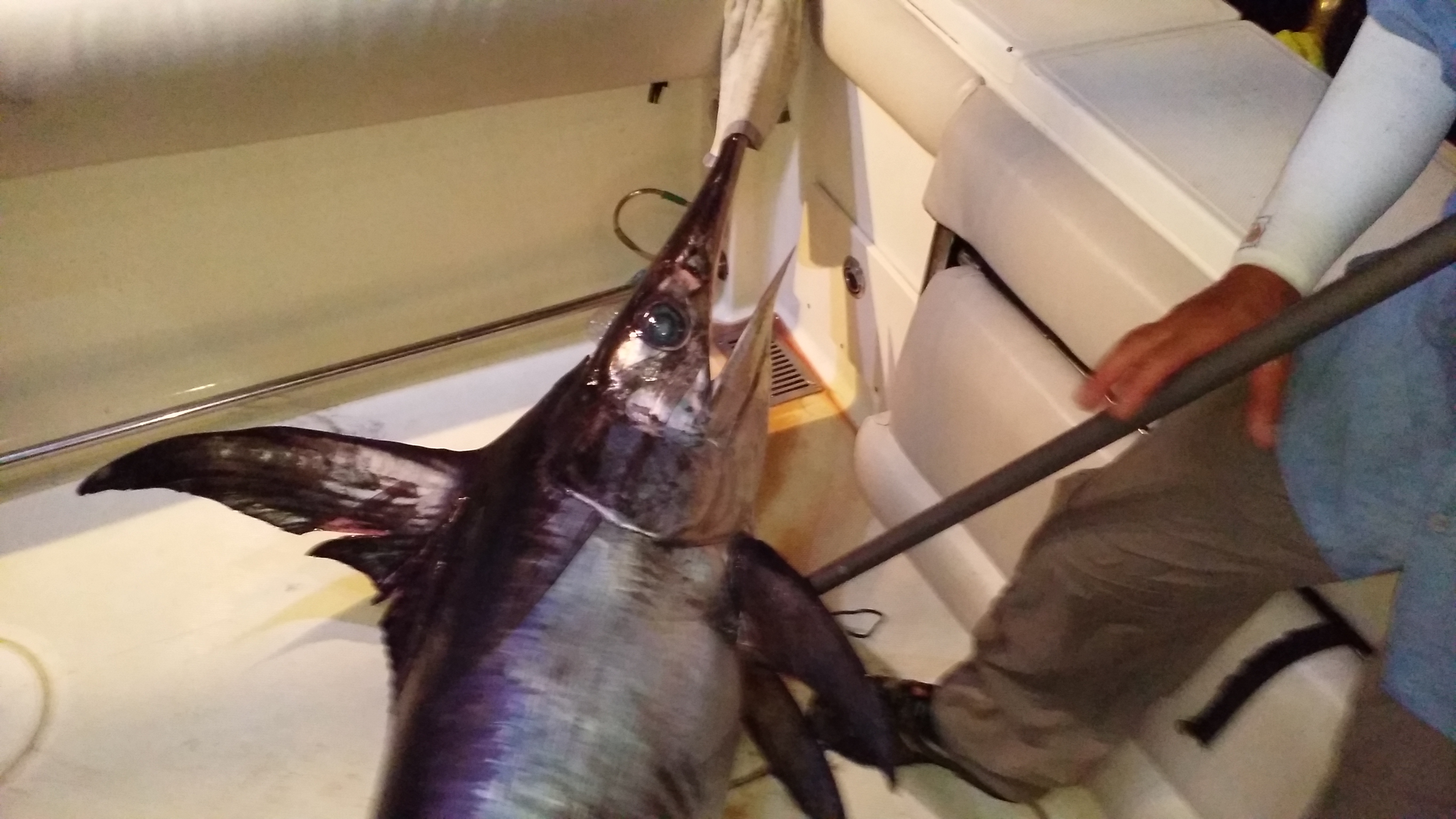 5박 6일 낚시를 가자 - 3부. 버리지 않은 꿈은 반드시 이루어 진다. ( 황새치 낚시 ) : 네이버 블로그, image size:4128x2322