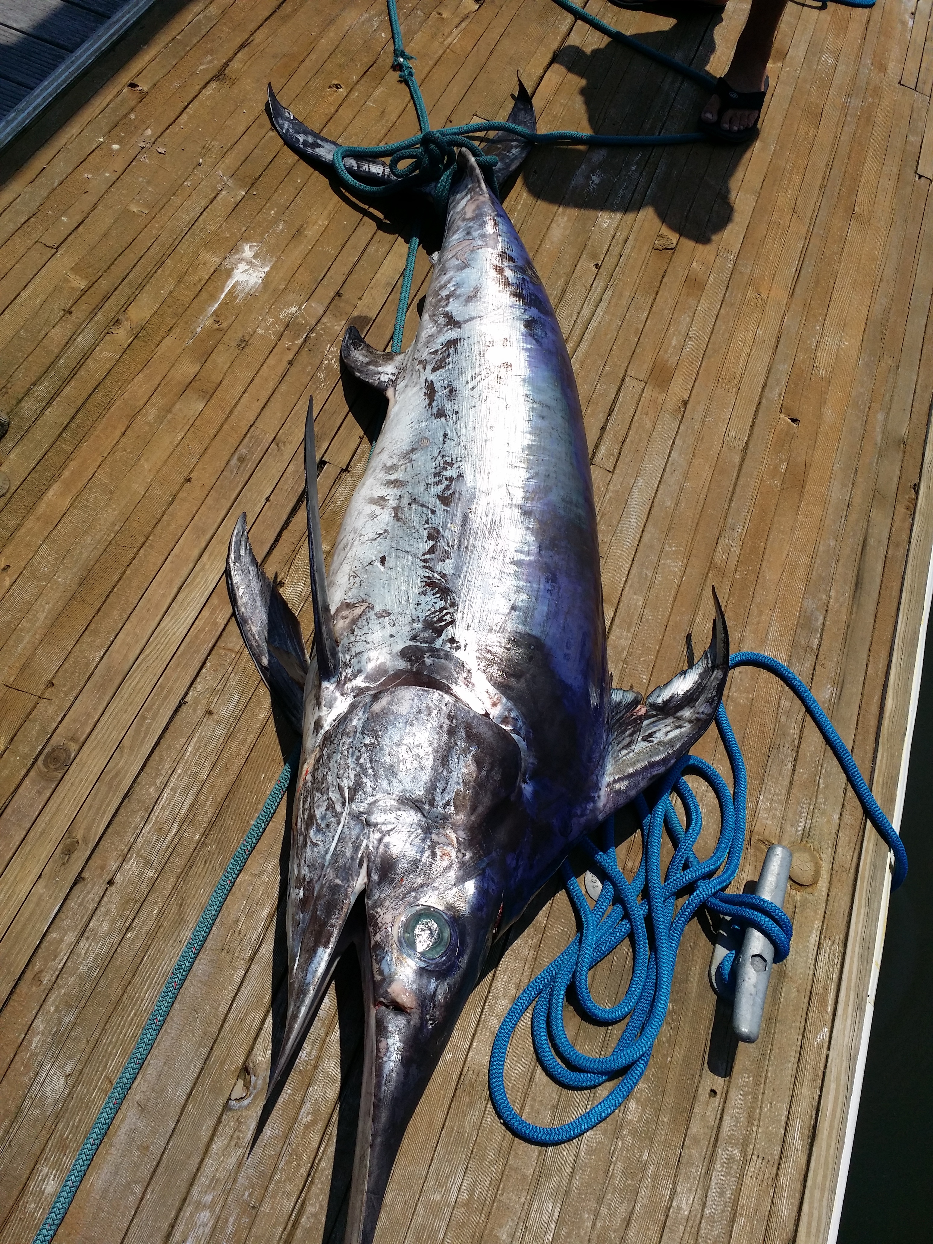 5박 6일 낚시를 가자 - 3부. 버리지 않은 꿈은 반드시 이루어 진다. ( 황새치 낚시 ) : 네이버 블로그, image size:3096x4128
