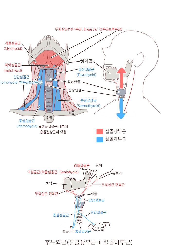 [서울 신림 보컬학원] GVT-2. 후두 & 성대의 구조, 기능과 역할(턱벌리기 메커니즘) : 네이버 블로그
