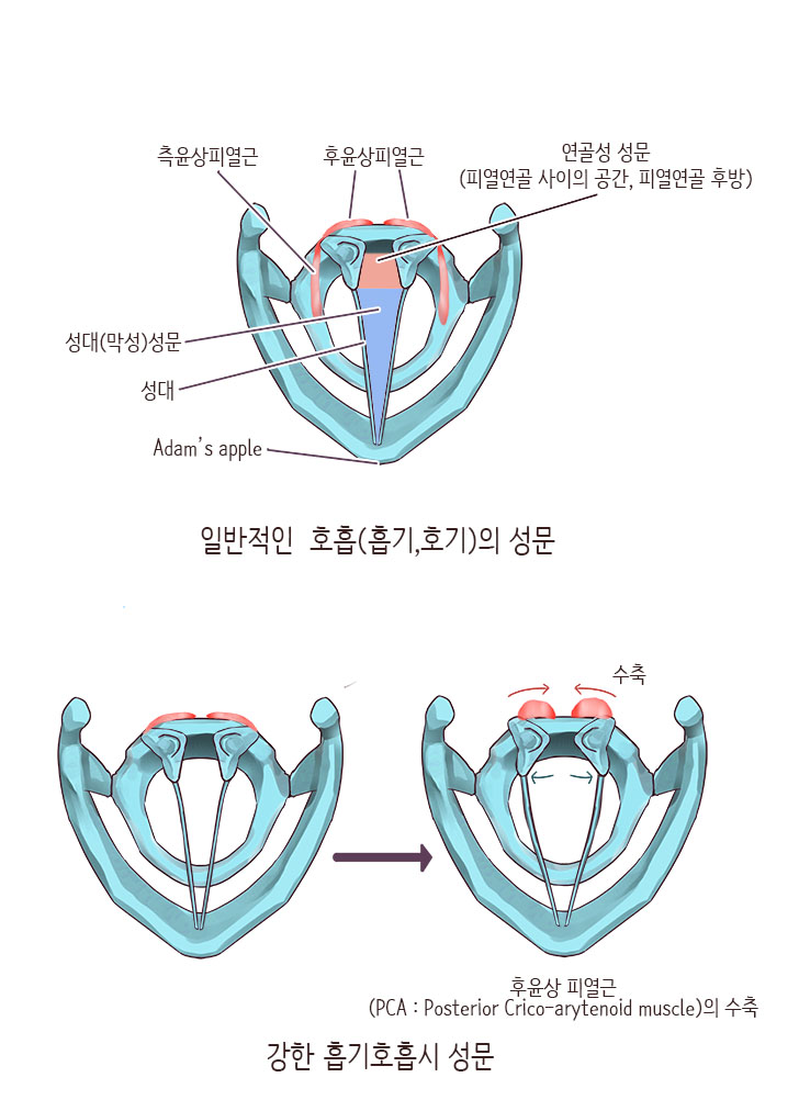 [서울 신림 보컬학원] GVT-2. 후두 & 성대의 구조, 기능과 역할(턱벌리기 메커니즘) : 네이버 블로그