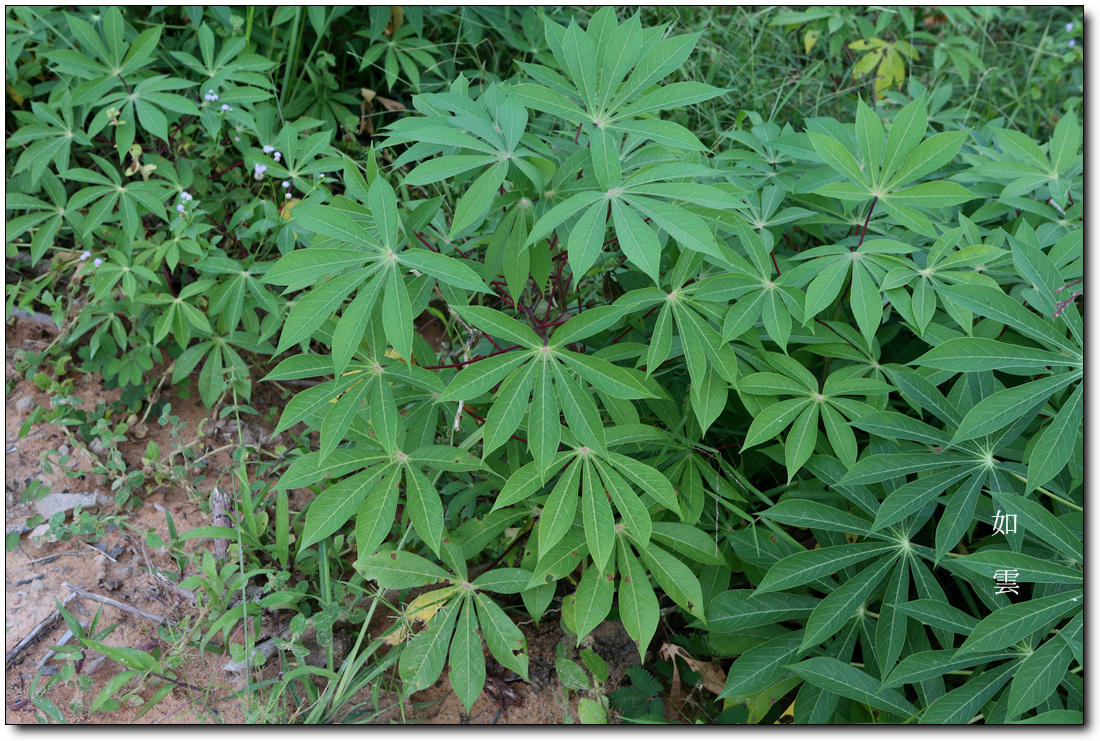 카사바(Cassava) : 네이버 블로그