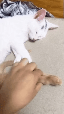 발꼬랑내 이미지