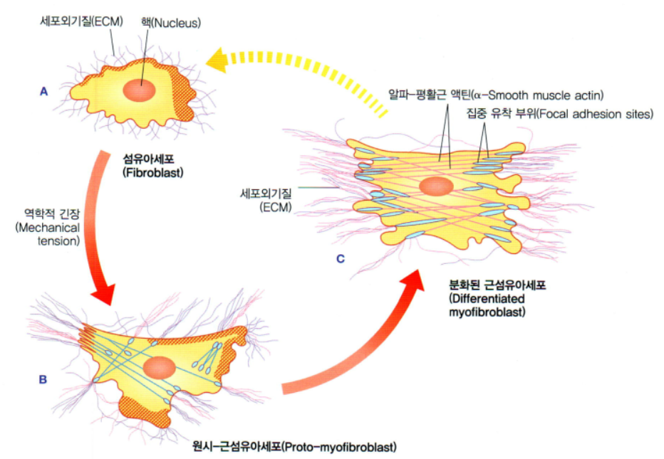 [근막경선해부학 | 강의 요약] 1-5. 근막의 이해 - 근막의 기하학적 측면 : 긴장통합체(tensegrity) : 네이버 블로그