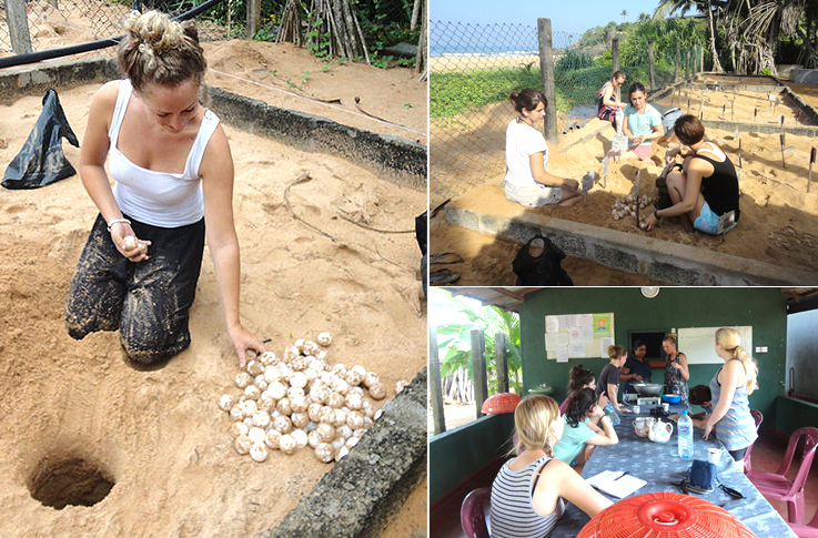 [한국갭이어] 인도양의 보석 스리랑카, 아기 바다거북이 돌보기 봉사활동