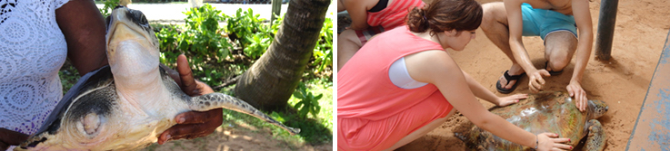 [한국갭이어] 인도양의 보석 스리랑카, 아기 바다거북이 돌보기 봉사활동