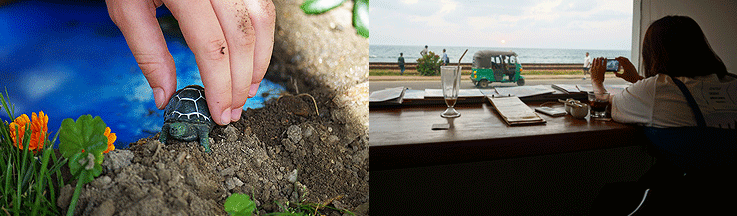 [한국갭이어] 인도양의 보석 스리랑카, 아기 바다거북이 돌보기 봉사활동