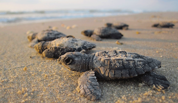 [한국갭이어] 인도양의 보석 스리랑카, 아기 바다거북이 돌보기 봉사활동