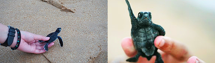 [한국갭이어] 인도양의 보석 스리랑카, 아기 바다거북이 돌보기 봉사활동