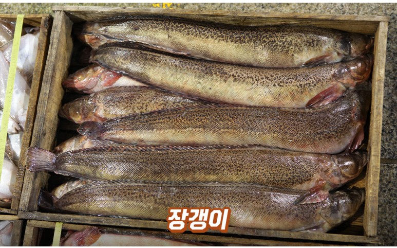 동해생선 이미지
