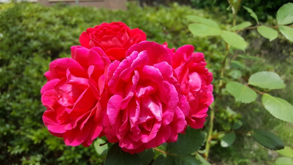 20200530_123608.jpg