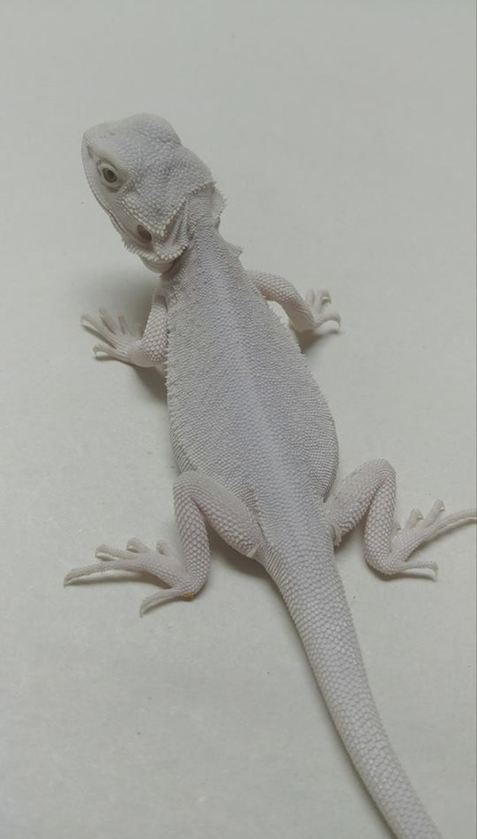 모프 이미지