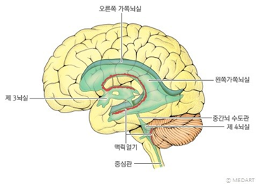 머리의 기본 해부학적 구조와 기능 : 네이버 블로그