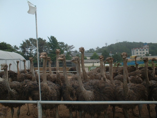 영농조합법인 무궁무진 이미지