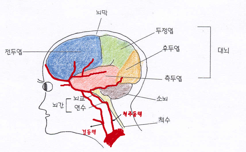 뇌의 구조 : 네이버 블로그