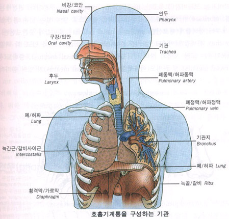 호흡기의 구조//(폐,기관지,호흡과정, 자율신경계,) : 네이버 블로그