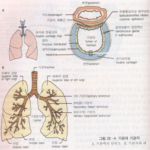 호흡기의 구조//(폐,기관지,호흡과정, 자율신경계,) : 네이버 블로그