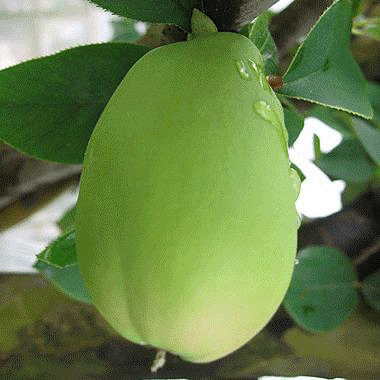 동우당제약(주)식품사업부 이미지