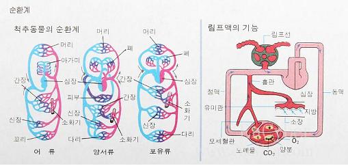 림프와 림프계. 림프계의 중요성과. 림프 마사지에 관하여 : 네이버 블로그