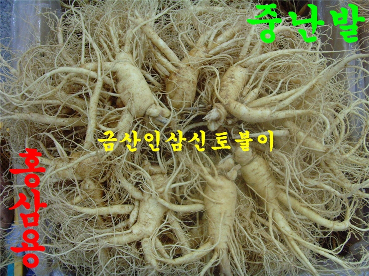 금산인삼직거래 이미지