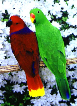 보스메리 뉴기니아 (Vosmaeri Eclectus) : 네이버 블로그