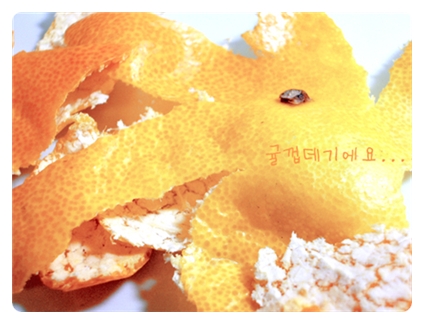 마이샤이니펄 이미지