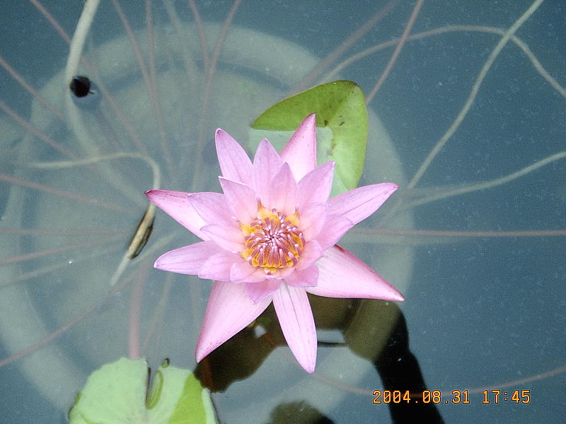 우리;꽃 이미지