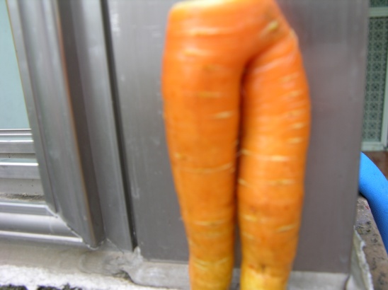 아침에당근 이미지