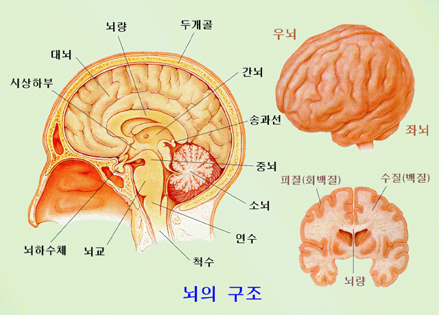 뇌의 구조 : 네이버 블로그