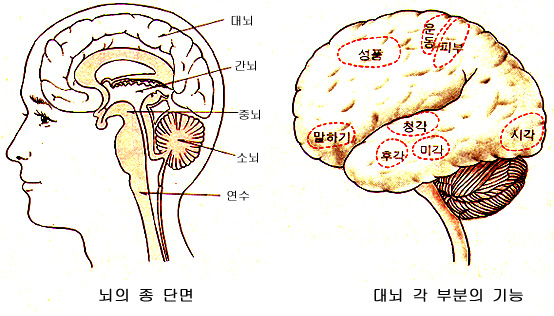 뇌의 구조 : 네이버 블로그